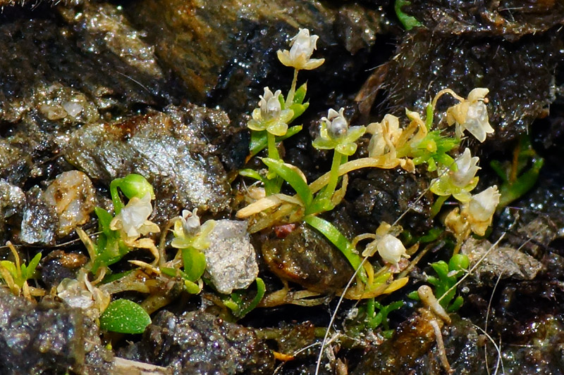 Sagina procumbens / Sagina sdraiata